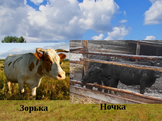 Ночка Зорька 