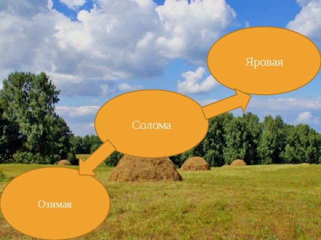 Яровая Солома Озимая 