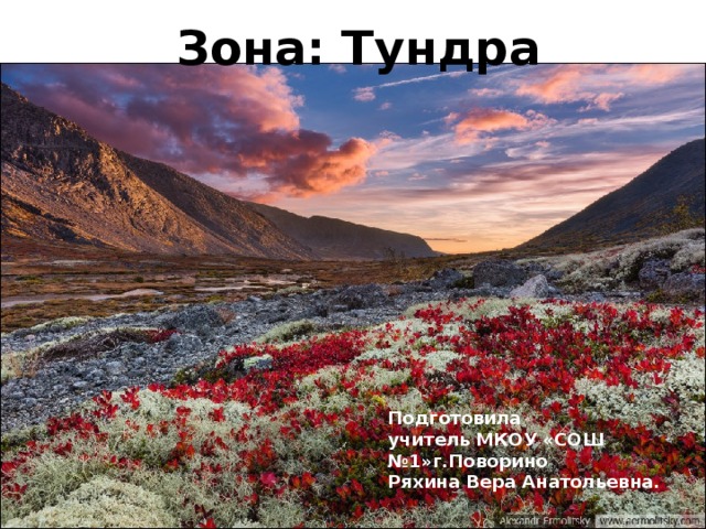 Зона: Тундра Подготовила учитель МКОУ «СОШ №1»г.Поворино Ряхина Вера Анатольевна. 