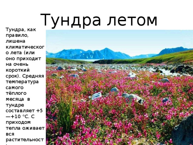 Тундра летом Тундра, как правило, лишена климатического лета (или оно приходит на очень короткий срок). Средняя температура самого тёплого месяца в тундре составляет +5—+10 °C. С приходом тепла оживает вся растительность. 