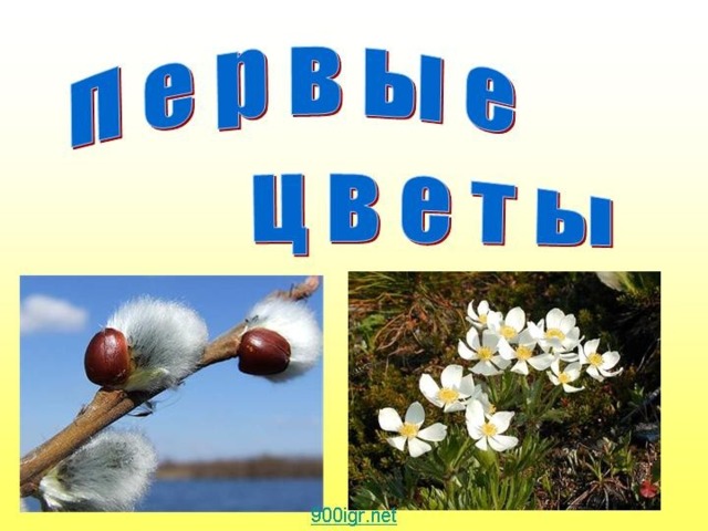 РАНЕЦВЕТУЩТЕ РАСТЕНИЯ    ИЛИ ПЕРВОЦВЕТЫ 