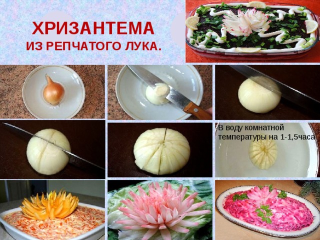   хризантема из репчатого лука. В воду комнатной температуры на 1-1,5часа . . Для придания цветочку яркости окуните кончики распустившейся хризантемки в свекольный сок (сырую свеклу потрите и отожмите через ткань).  Время окраски - до получения желаемого цвета.  Можно использовать и любой другой пищевой краситель – ярко окрашенный сок (например, вишневый, черносмородиновый), желтый раствор шафрана, кагор или иное красное вино, рассол маринованной свеклы и др.  Можно окрасить цветок целиком.  