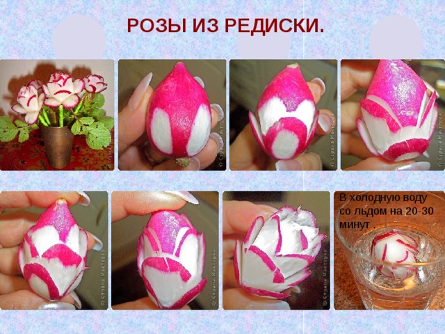 Розы из редиски. В холодную воду со льдом на 20-30 минут . Вот как последовательно вырезается розочка из редиски. Нож должен быть небольшим и острым. Описание: Срезаем кожицу тонким слоем в виде лепестка. Сделать 5 таких срезов. Надрезаем 5 лепестков. Лепестки должны быть расположены на равном расстоянии друг от друга по окружности редиски. 2 ряд лепестков: между лепестками срезаем кожицу, затем надрезаем 5 лепестков. Так мы выполняем каждый ряд, сколько их может получиться. Когда цветок готов, его надо положить в холодную воду со льдом. Через 20—30 минут цветок раскроется, можно вынуть его из воды и украсить блюдо. В качестве стебельков для розы можно использовать деревянные шпажки, обёрнутые зелёной бумагой.    