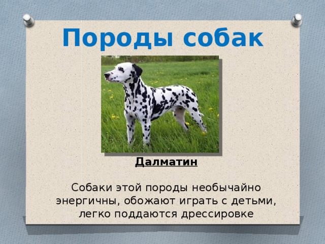 Породы собак Далматин  Собаки этой породы необычайно энергичны, обожают играть с детьми, легко поддаются дрессировке 
