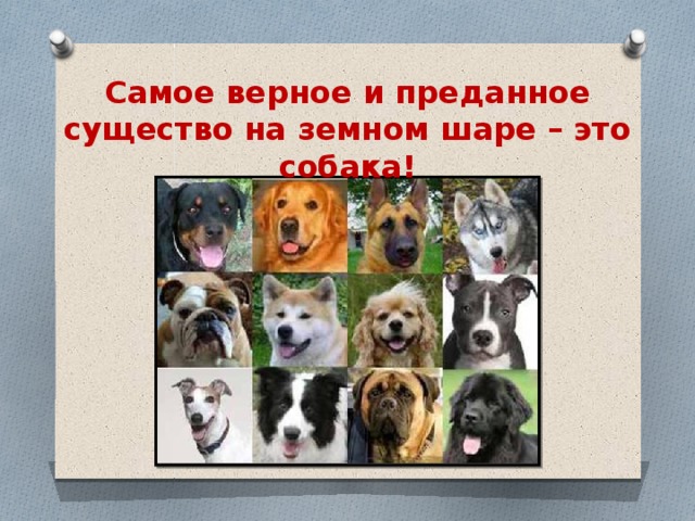 Самое верное и преданное существо на земном шаре – это собака! 