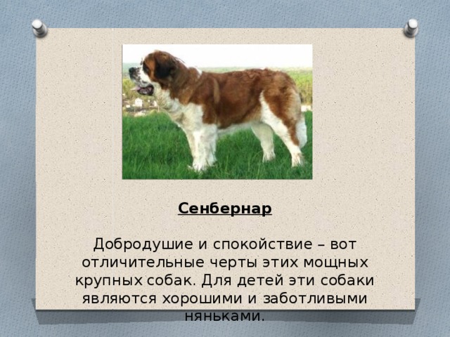 Сенбернар  Добродушие и спокойствие – вот отличительные черты этих мощных крупных собак. Для детей эти собаки являются хорошими и заботливыми няньками. 