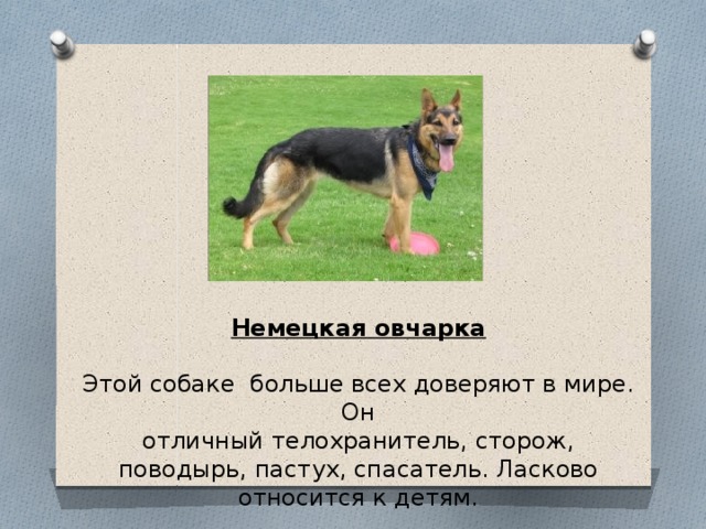 Немецкая овчарка  Этой собаке больше всех доверяют в мире. Он отличный телохранитель, сторож, поводырь, пастух, спасатель. Ласково относится к детям. 