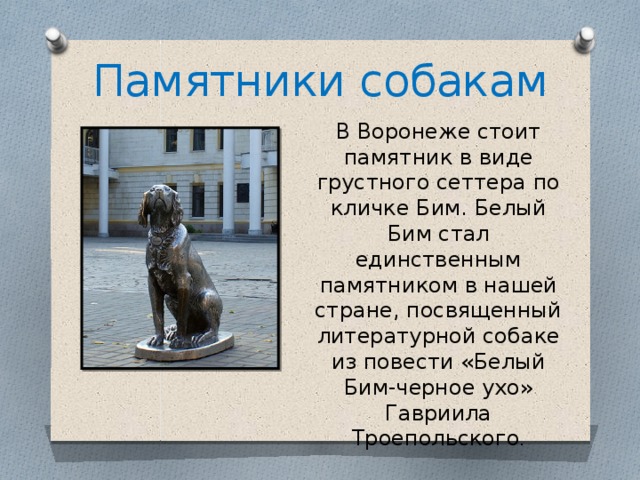 Памятники собакам В Воронеже стоит памятник в виде грустного сеттера по кличке Бим. Белый Бим стал единственным памятником в нашей стране, посвященный литературной собаке из повести «Белый Бим-черное ухо» Гавриила Троепольского . 