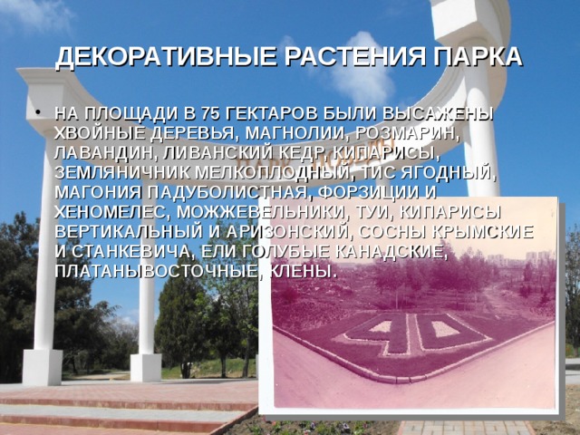 ДЕКОРАТИВНЫЕ РАСТЕНИЯ ПАРКА НА ПЛОЩАДИ В 75 ГЕКТАРОВ БЫЛИ ВЫСАЖЕНЫ ХВОЙНЫЕ ДЕРЕВЬЯ, МАГНОЛИИ, РОЗМАРИН, ЛАВАНДИН, ЛИВАНСКИЙ КЕДР, КИПАРИСЫ, ЗЕМЛЯНИЧНИК МЕЛКОПЛОДНЫЙ, ТИС ЯГОДНЫЙ, МАГОНИЯ ПАДУБОЛИСТНАЯ, ФОРЗИЦИИ И ХЕНОМЕЛЕС, МОЖЖЕВЕЛЬНИКИ, ТУИ, КИПАРИСЫ ВЕРТИКАЛЬНЫЙ И АРИЗОНСКИЙ, СОСНЫ КРЫМСКИЕ И СТАНКЕВИЧА, ЕЛИ ГОЛУБЫЕ КАНАДСКИЕ, ПЛАТАНЫВОСТОЧНЫЕ, КЛЕНЫ. 