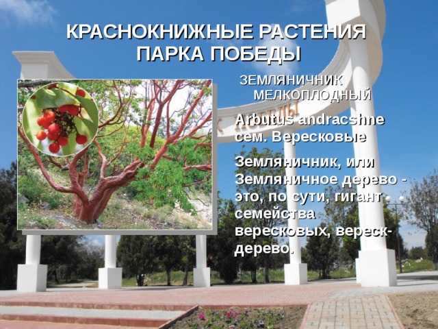 КРАСНОКНИЖНЫЕ РАСТЕНИЯ  ПАРКА ПОБЕДЫ ЗЕМЛЯНИЧНИК МЕЛКОПЛОДНЫЙ Arbutus andracshne  сем. Вересковые Земляничник, или Земляничное дерево - это, по сути, гигант семейства вересковых, вереск-дерево. 