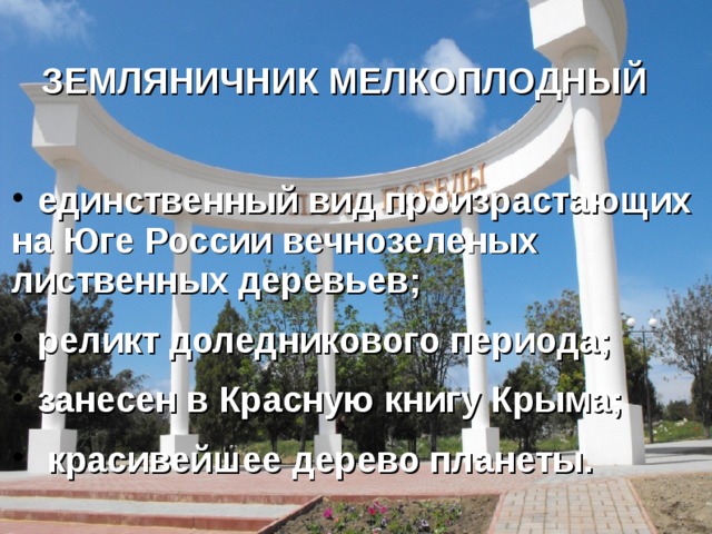  ЗЕМЛЯНИЧНИК МЕЛКОПЛОДНЫЙ   единственный вид произрастающих на Юге России вечнозеленых лиственных деревьев;  реликт доледникового периода;  занесен в Красную книгу Крыма;  красивейшее дерево планеты.  