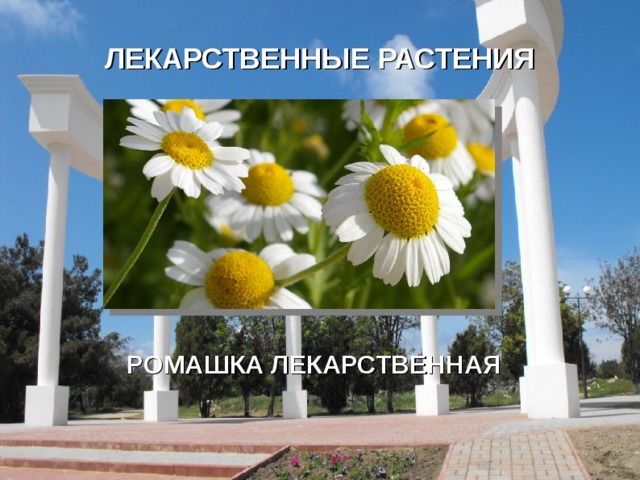 ЛЕКАРСТВЕННЫЕ РАСТЕНИЯ  РОМАШКА ЛЕКАРСТВЕННАЯ   