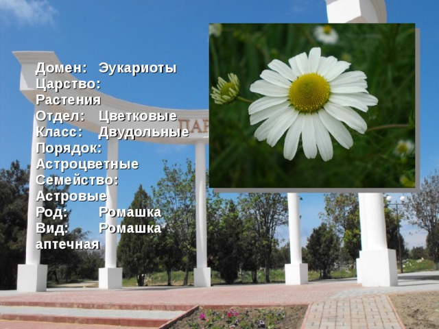 Домен:  Эукариоты Царство:  Растения Отдел:  Цветковые Класс:  Двудольные Порядок:  Астроцветные Семейство:  Астровые Род:  Ромашка Вид:  Ромашка аптечная  