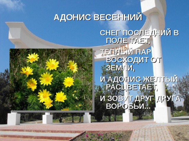 АДОНИС ВЕСЕННИЙ СНЕГ ПОСЛЕДНИЙ В ПОЛЕ ТАЕТ, ТЕПЛЫЙ ПАР ВОСХОДИТ ОТ ЗЕМЛИ, И АДОНИС ЖЕЛТЫЙ РАСЦВЕТАЕТ, И ЗОВУТ ДРУГ ДРУГА ВОРОБЬИ... 