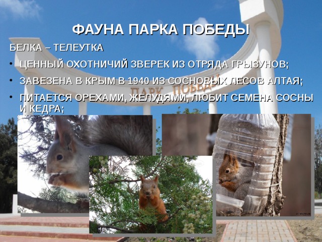 ФАУНА ПАРКА ПОБЕДЫ БЕЛКА – ТЕЛЕУТКА ЦЕННЫЙ ОХОТНИЧИЙ ЗВЕРЕК ИЗ ОТРЯДА ГРЫЗУНОВ; ЗАВЕЗЕНА В КРЫМ В 1940 ИЗ СОСНОВЫХ ЛЕСОВ АЛТАЯ; ПИТАЕТСЯ ОРЕХАМИ, ЖЕЛУДЯМИ, ЛЮБИТ СЕМЕНА СОСНЫ И КЕДРА; 