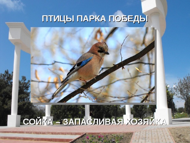 ПТИЦЫ ПАРКА ПОБЕДЫ СОЙКА – ЗАПАСЛИВАЯ ХОЗЯЙКА   