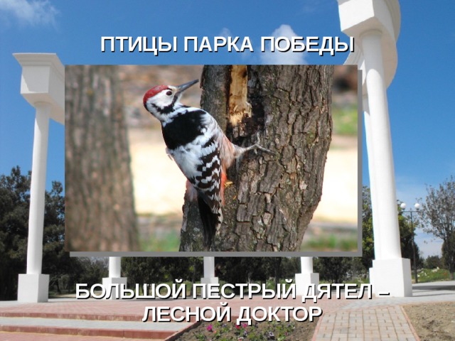 ПТИЦЫ ПАРКА ПОБЕДЫ БОЛЬШОЙ ПЕСТРЫЙ ДЯТЕЛ – ЛЕСНОЙ ДОКТОР 