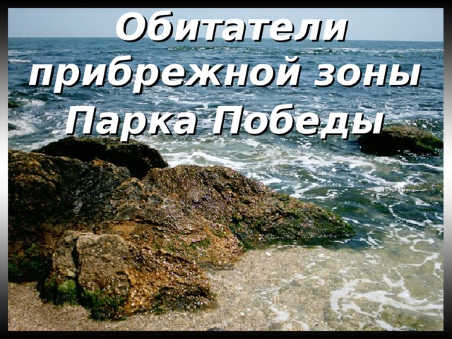 Обитатели  прибрежной зоны  Парка Победы  