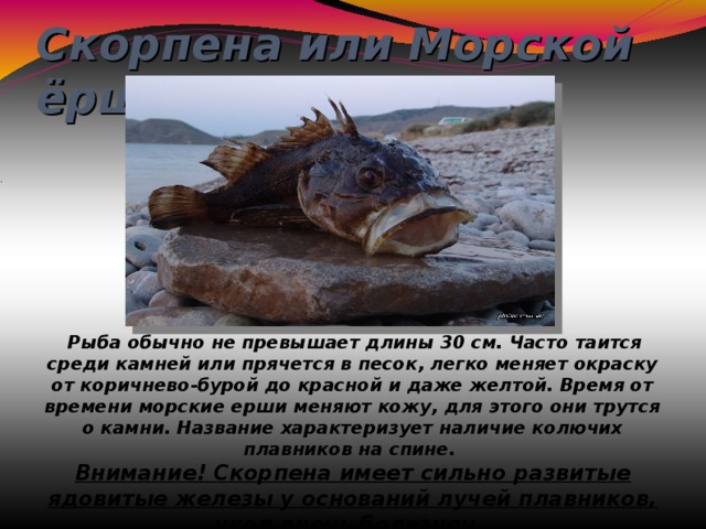 Скорпена или Морской ёрш .   Рыба обычно не превышает длины 30 см. Часто таится среди камней или прячется в песок, легко меняет окраску от коричнево-бурой до красной и даже желтой. Время от времени морские ерши меняют кожу, для этого они трутся о камни. Название характеризует наличие колючих плавников на спине.  Внимание! Скорпена имеет сильно развитые ядовитые железы у оснований лучей плавников, укол очень болезнен. 