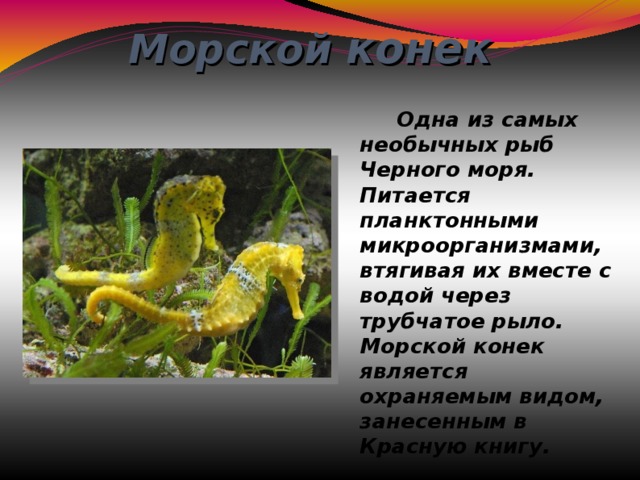Морской конек    Одна из самых необычных рыб Черного моря. Питается планктонными микроорганизмами, втягивая их вместе с водой через трубчатое рыло.  Морской конек является охраняемым видом, занесенным в Красную книгу. 