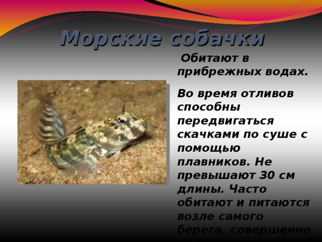                                                                                     Морские собачки   Обитают в прибрежных водах. Во время отливов способны передвигаться скачками по суше с помощью плавников. Не превышают 30 см длины. Часто обитают и питаются возле самого берега, совершенно не боятся человека. 