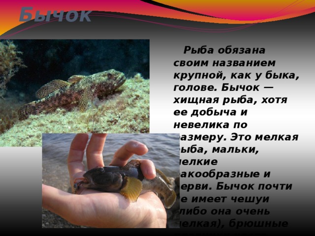 Бычок  Рыба обязана своим названием крупной, как у быка, голове. Бычок — хищная рыба, хотя ее добыча и невелика по размеру. Это мелкая рыба, мальки, мелкие ракообразные и черви. Бычок почти не имеет чешуи (либо она очень мелкая), брюшные плавники часто срастаются в «присоску», с помощью которой бычок удерживается на камнях 