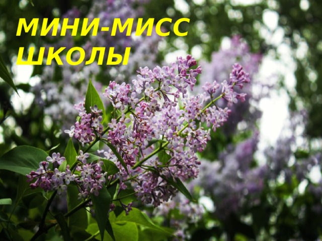 МИНИ-МИСС ШКОЛЫ  