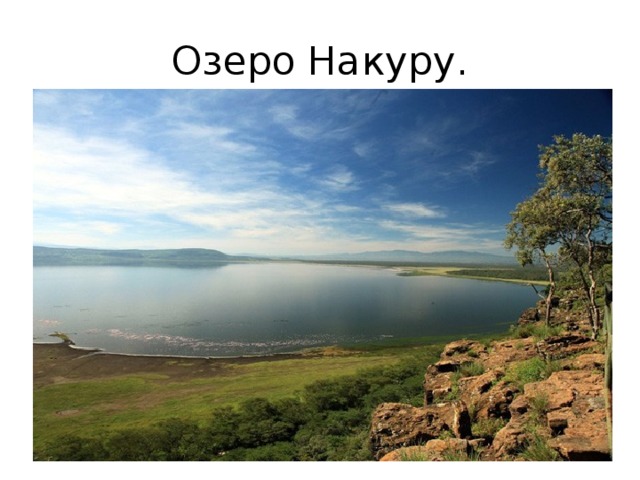 Озеро Накуру. 