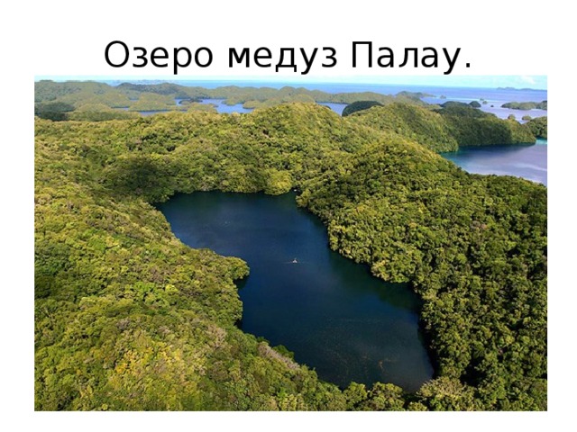 Озеро медуз Палау. 