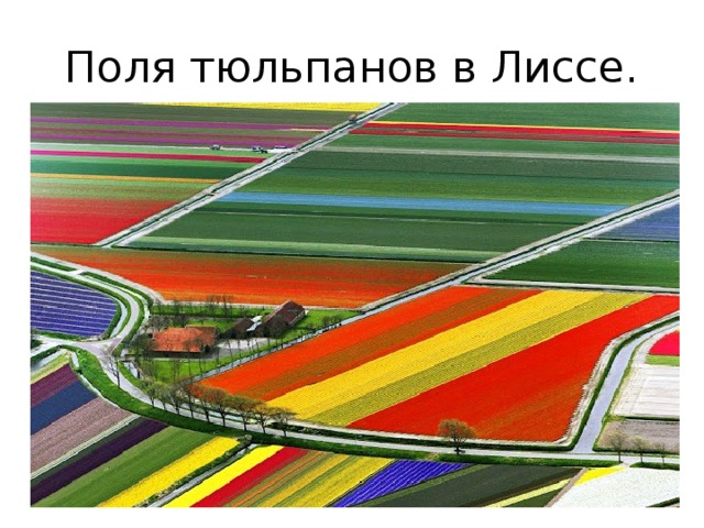 Поля тюльпанов в Лиссе. 