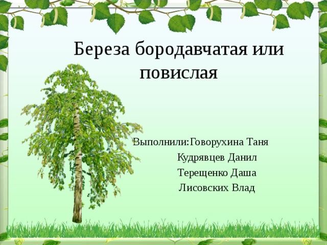 Береза бородавчатая или повислая Выполнили:Говорухина Таня   Кудрявцев Данил   Терещенко Даша   Лисовских Влад