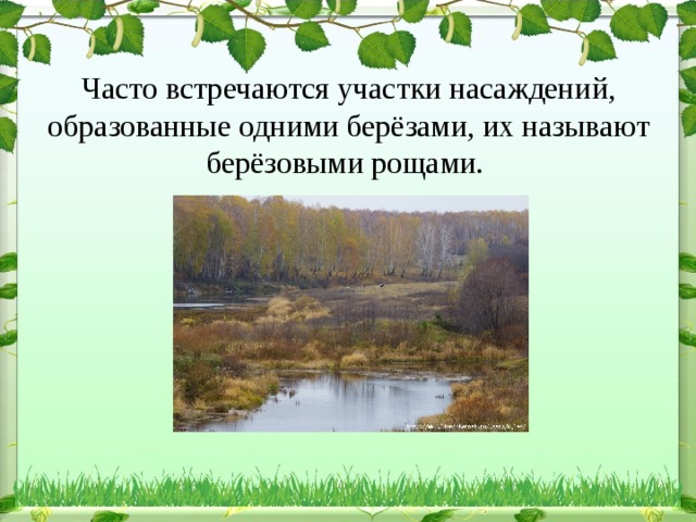 Часто встречаются участки насаждений, образованные одними берёзами, их называют берёзовыми рощами.