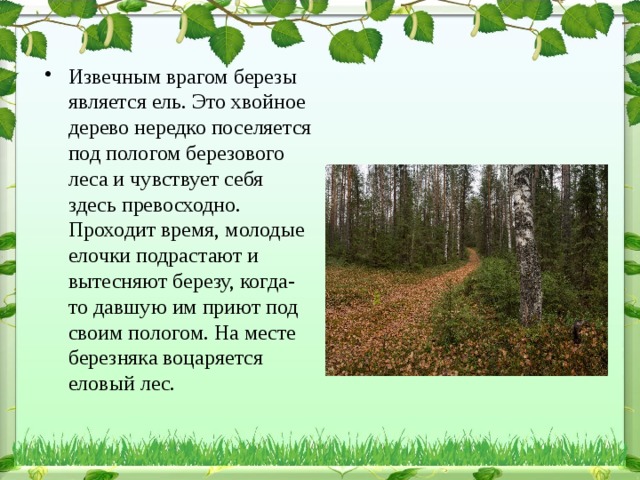 Извечным врагом березы является ель. Это хвойное дерево нередко поселяется под пологом березового леса и чувствует себя здесь превосходно. Проходит время, молодые елочки подрастают и вытесняют березу, когда-то давшую им приют под своим пологом. На месте березняка воцаряется еловый лес.