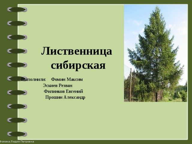 Лиственница  сибирская   Выполнили: Фомин Максим     Эскиев Резван     Филинков Евгений     Прошин Александр