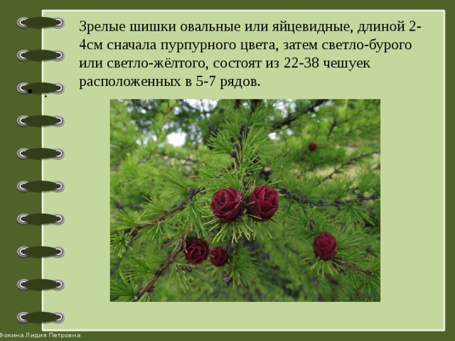 Зрелые шишки овальные или яйцевидные, длиной 2-4см сначала пурпурного цвета, затем светло-бурого или светло-жёлтого, состоят из 22-38 чешуек расположенных в 5-7 рядов.