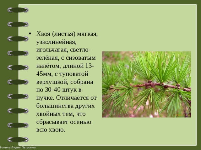 Хвоя (листья) мягкая, узколинейная, игольчатая, светло-зелёная, с сизоватым налётом, длиной 13-45мм, с туповатой верхушкой, собрана по 30-40 штук в пучке. Отличается от большинства других хвойных тем, что сбрасывает осенью всю хвою.