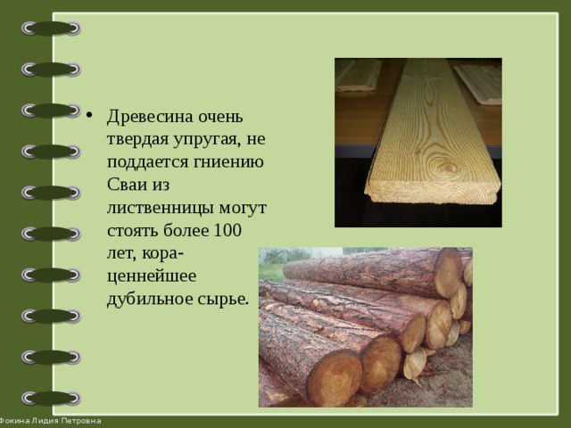 Древесина очень твердая упругая, не поддается гниению Сваи из лиственницы могут стоять более 100 лет, кора- ценнейшее дубильное сырье.