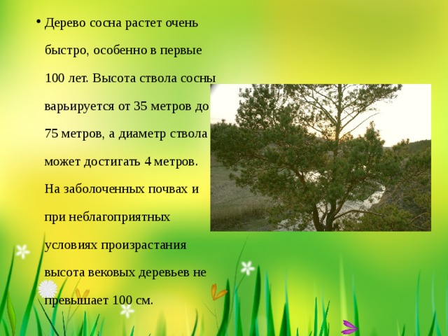 Дерево сосна растет очень быстро, особенно в первые 100 лет. Высота ствола сосны варьируется от 35 метров до 75 метров, а диаметр ствола может достигать 4 метров. На заболоченных почвах и при неблагоприятных условиях произрастания высота вековых деревьев не превышает 100 см.