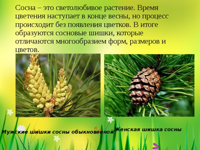 Сосна – это светолюбивое растение. Время цветения наступает в конце весны, но процесс происходит без появления цветков. В итоге образуются сосновые шишки, которые отличаются многообразием форм, размеров и цветов.   Женская шишка сосны Мужские шишки сосны обыкновенной