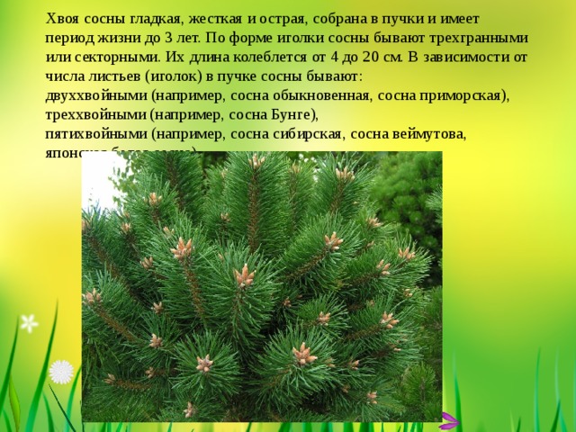 Хвоя сосны гладкая, жесткая и острая, собрана в пучки и имеет период жизни до 3 лет. По форме иголки сосны бывают трехгранными или секторными. Их длина колеблется от 4 до 20 см. В зависимости от числа листьев (иголок) в пучке сосны бывают:  двуххвойными (например, сосна обыкновенная, сосна приморская),  треххвойными (например, сосна Бунге),  пятихвойными (например, сосна сибирская, сосна веймутова, японская белая сосна).