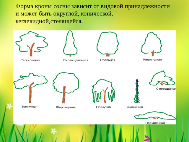 Форма кроны сосны зависит от видовой принадлежности и может быть округлой, конической, кеглевидной,стелящейся.