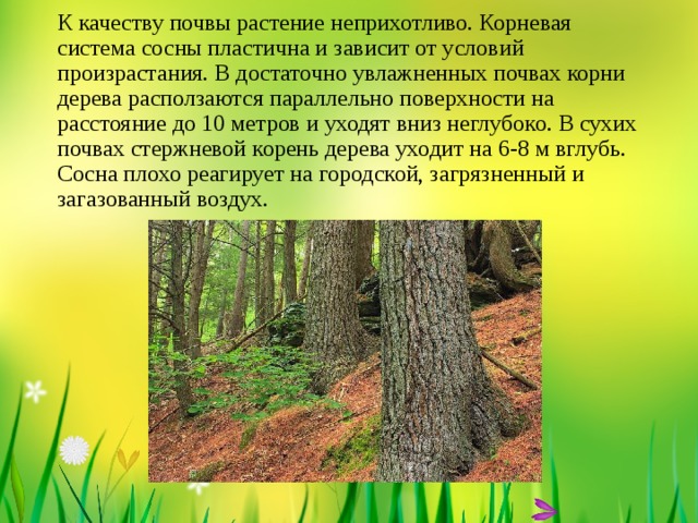 К качеству почвы растение неприхотливо. Корневая система сосны пластична и зависит от условий произрастания. В достаточно увлажненных почвах корни дерева расползаются параллельно поверхности на расстояние до 10 метров и уходят вниз неглубоко. В сухих почвах стержневой корень дерева уходит на 6-8 м вглубь. Сосна плохо реагирует на городской, загрязненный и загазованный воздух.