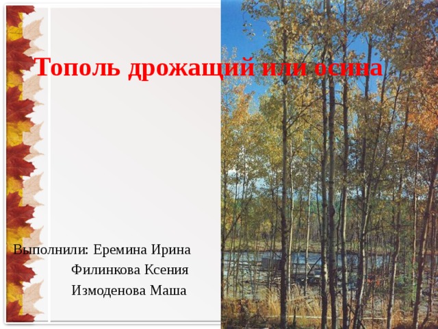 Тополь дрожащий или осина Выполнили: Еремина Ирина   Филинкова Ксения   Измоденова Маша
