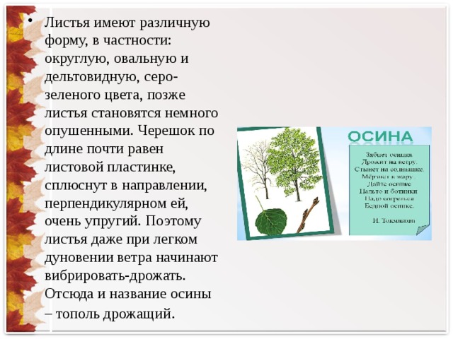 Листья имеют различную форму, в частности: округлую, овальную и дельтовидную, серо-зеленого цвета, позже листья становятся немного опушенными. Черешок по длине почти равен листовой пластинке, сплюснут в направлении, перпендикулярном ей, очень упругий. Поэтому листья даже при легком дуновении ветра начинают вибрировать-дрожать. Отсюда и название осины – тополь дрожащий .
