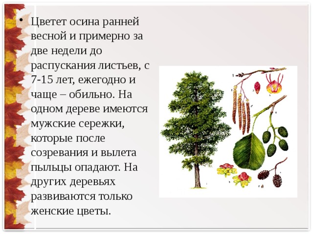 Цветет осина ранней весной и примерно за две недели до распускания листьев, с 7-15 лет, ежегодно и чаще – обильно. На одном дереве имеются мужские сережки, которые после созревания и вылета пыльцы опадают. На других деревьях развиваются только женские цветы.