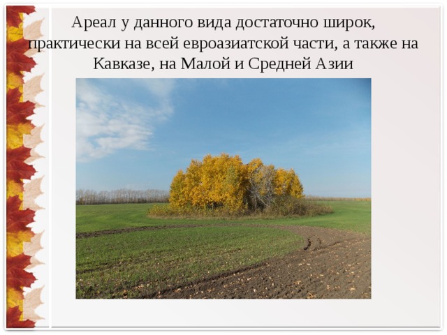 Ареал у данного вида достаточно широк, практически на всей евроазиатской части, а также на Кавказе, на Малой и Средней Азии