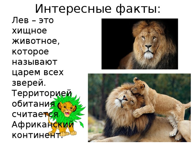 Интересные факты: Лев – это хищное животное, которое называют царем всех зверей. Территорией обитания считается Африканский континент. 