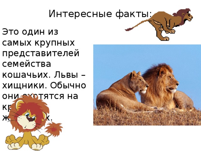 Интересные факты: Это один из самых крупных представителей семейства кошачьих. Львы – хищники. Обычно они охотятся на крупных животных. 