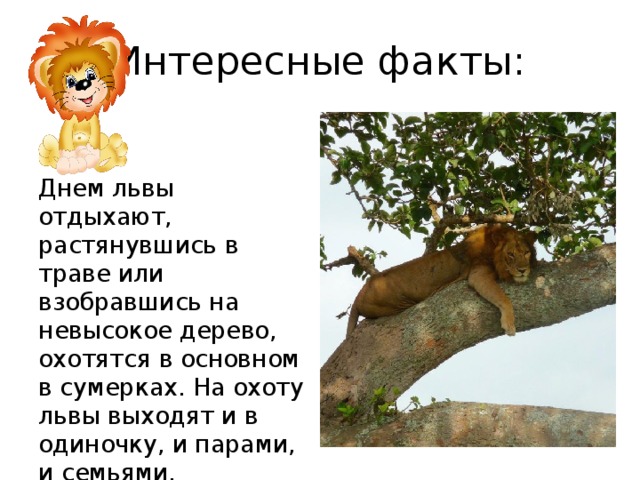 Интересные факты: Днем львы отдыхают, растянувшись в траве или взобравшись на невысокое дерево, охотятся в основном в сумерках. На охоту львы выходят и в одиночку, и парами, и семьями. 