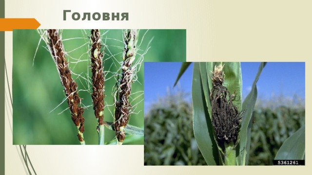 Головня 